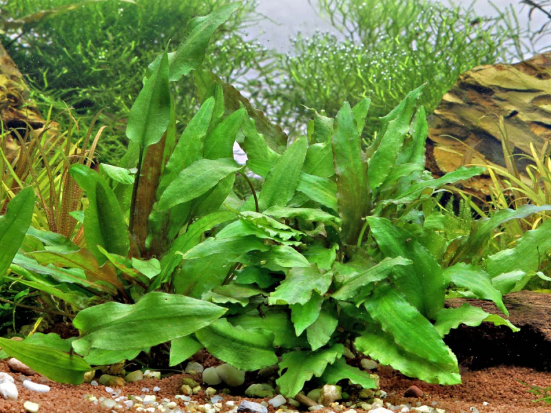 Cryptocoryne wendtii Grün - Grüner Wasserkelch